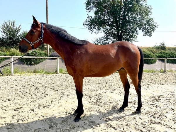 le cheval
